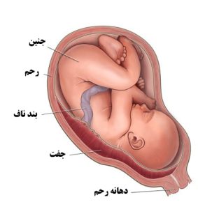 جفت جنین